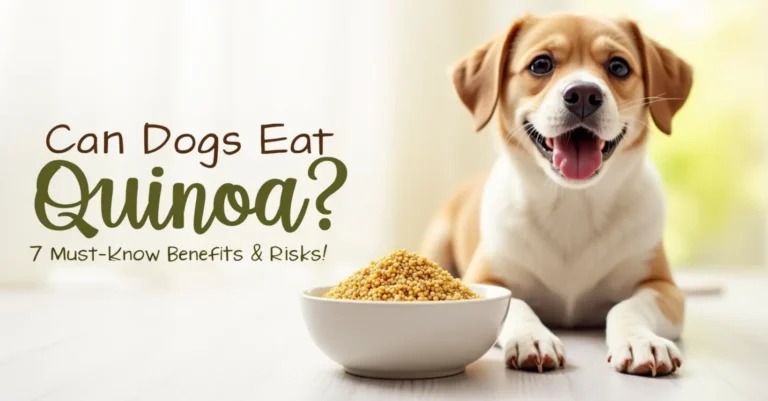 quinoa to your dog